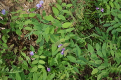 Lathyrus humilis