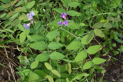 Lathyrus humilis