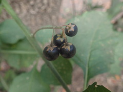 Solanum douglasii
