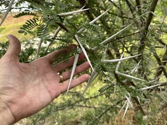 Vachellia
