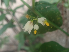 Solanum douglasii
