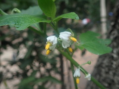 Solanum douglasii