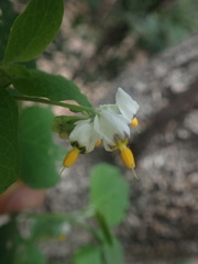 Solanum douglasii