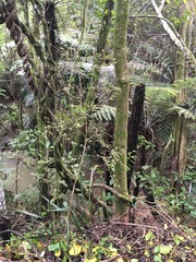 Parsonsia heterophylla