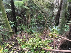 Parsonsia heterophylla