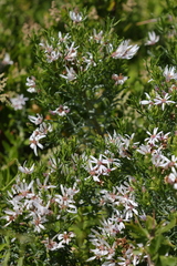 Olearia glutinosa