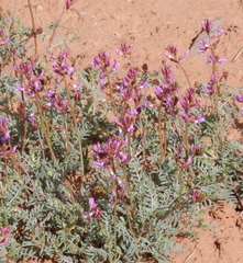 Astragalus amphioxys