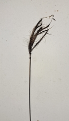 Dichanthium annulatum