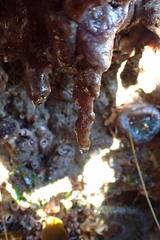 Aplidium californicum