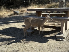 Odocoileus virginianus couesi