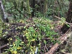 Parsonsia heterophylla