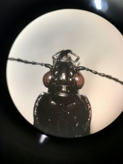 Blethisa quadricollis