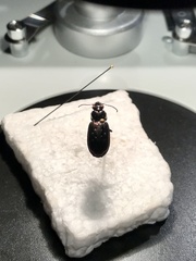 Blethisa quadricollis