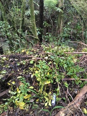 Parsonsia heterophylla