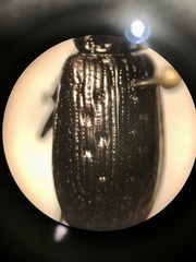 Blethisa quadricollis