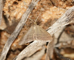 Scopula lydia
