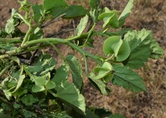 Rhynchosida physocalyx