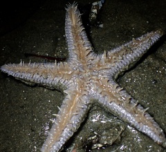 Astropecten armatus