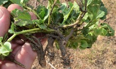 Rhynchosida physocalyx