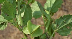 Rhynchosida physocalyx