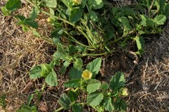 Rhynchosida physocalyx