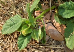 Rhynchosida physocalyx