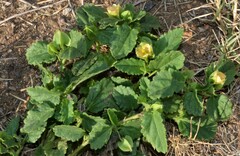 Rhynchosida physocalyx