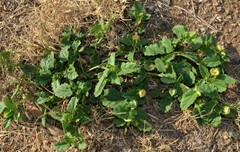 Rhynchosida physocalyx