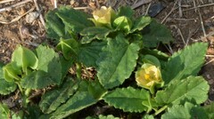 Rhynchosida physocalyx