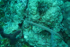 Aulostomus maculatus