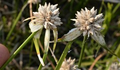 Rhynchospora colorata