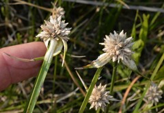 Rhynchospora colorata