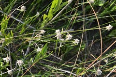 Rhynchospora colorata