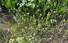 Rhynchospora colorata