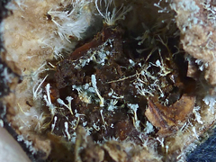 Penicillium glandicola