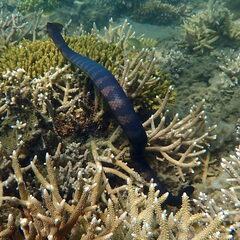 Emydocephalus annulatus