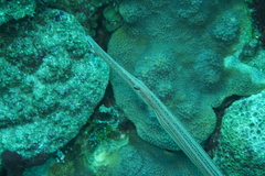 Aulostomus maculatus