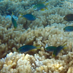 Neopomacentrus nemurus