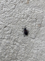 Dindymus circumcinctus