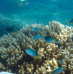 Neopomacentrus nemurus