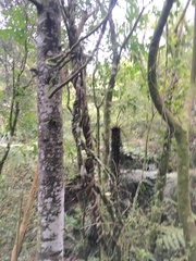 Parsonsia heterophylla