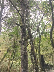 Parsonsia heterophylla