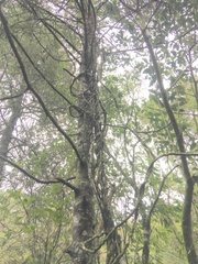 Parsonsia heterophylla