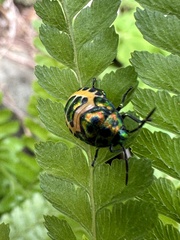 Chrysocoris fascialis