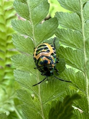 Chrysocoris fascialis