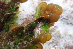 Colpomenia