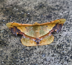 Fascellina plagiata