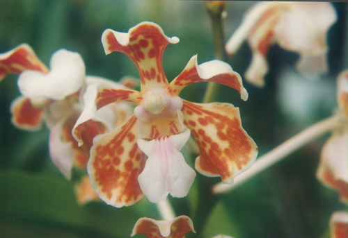 Vanda tricolor