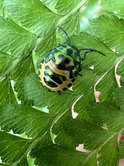 Chrysocoris fascialis