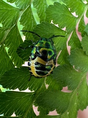 Chrysocoris fascialis